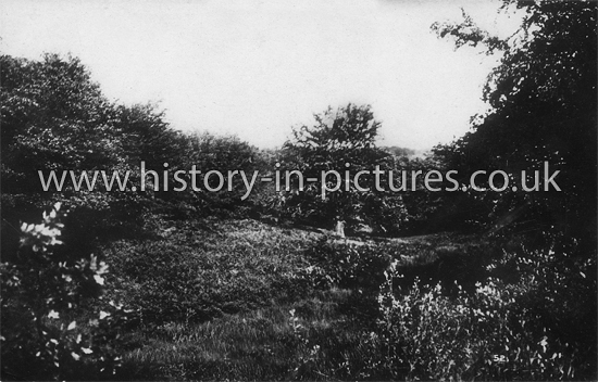 Dulsmead, Epping Forest, Essex. c.1910
